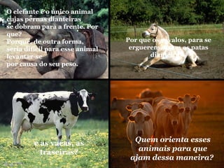 O elefante é o único animal
cujas pernas dianteiras
se dobram para a frente. Por
que?
Porque, de outra forma,          Por que os cavalos, para se
seria difícil para esse animal    erguerem, usam as patas
levantar-se                             dianteiras,
por causa do seu peso.




         e as vacas, as            Quem orienta esses
           traseiras?               animais para que
                                  ajam dessa maneira?
 