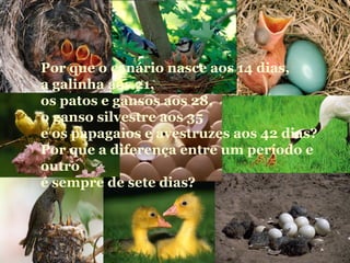 Por que o canário nasce aos 14 dias,
a galinha aos 21,
os patos e gansos aos 28,
o ganso silvestre aos 35
e os papagaios e avestruzes aos 42 dias?
Por que a diferença entre um período e
outro
é sempre de sete dias?
 