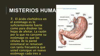 MISTERIOS HUMANOS
7. El ácido clorhídrico en
el estómago es lo
suficientemente fuerte
como para disolver las
hojas de afeitar. La razón
por la que no carcome su
estómago es que las
células de la pared
estomacal se renuevan
con tanta frecuencia que
usted consigue un nuevo
estómago cada tres a
 