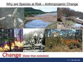 Why are Species at Risk – Anthropogenic Change
 