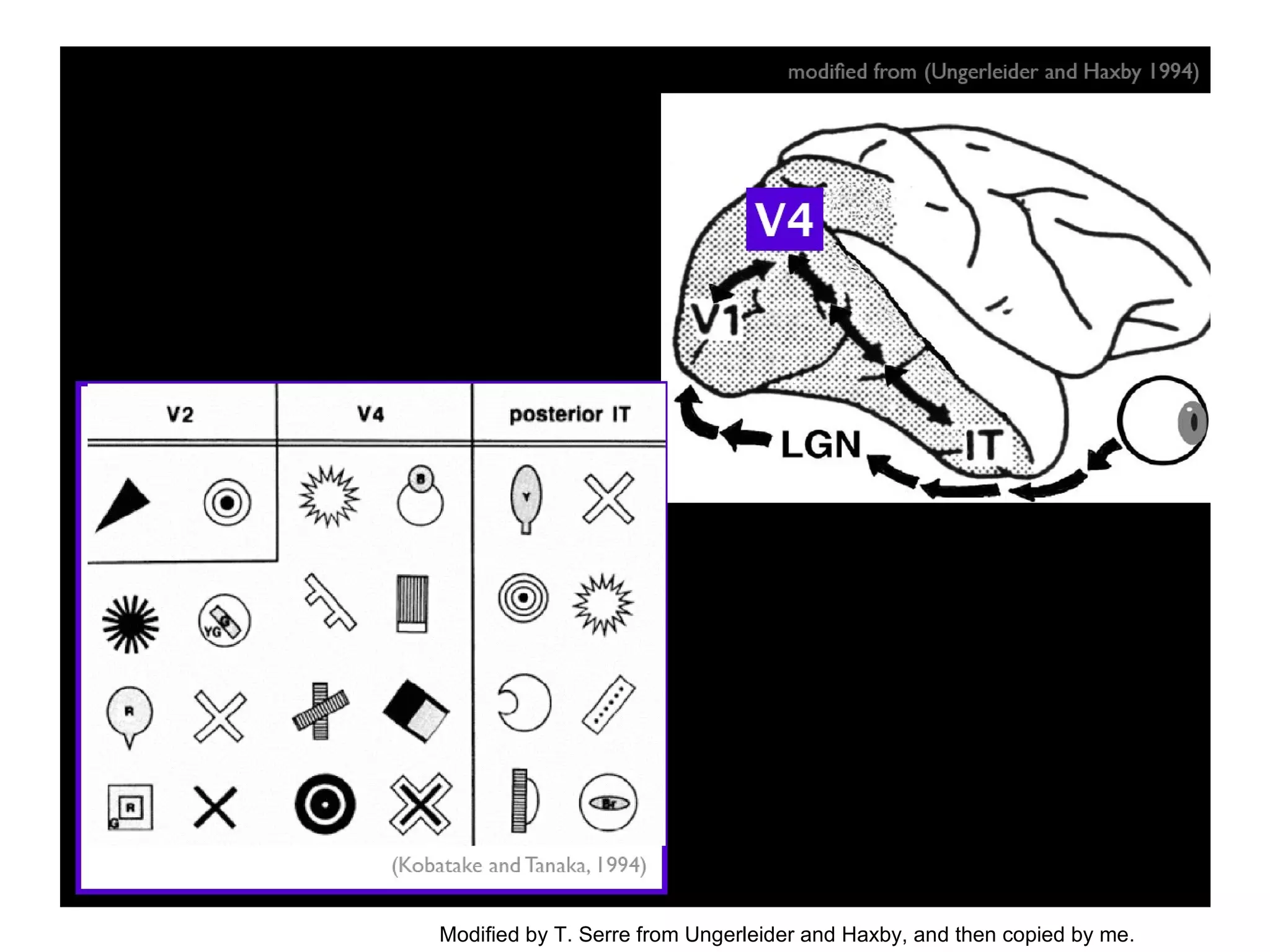 Modified by T. Serre from Ungerleider and Haxby, and then copied by me. 