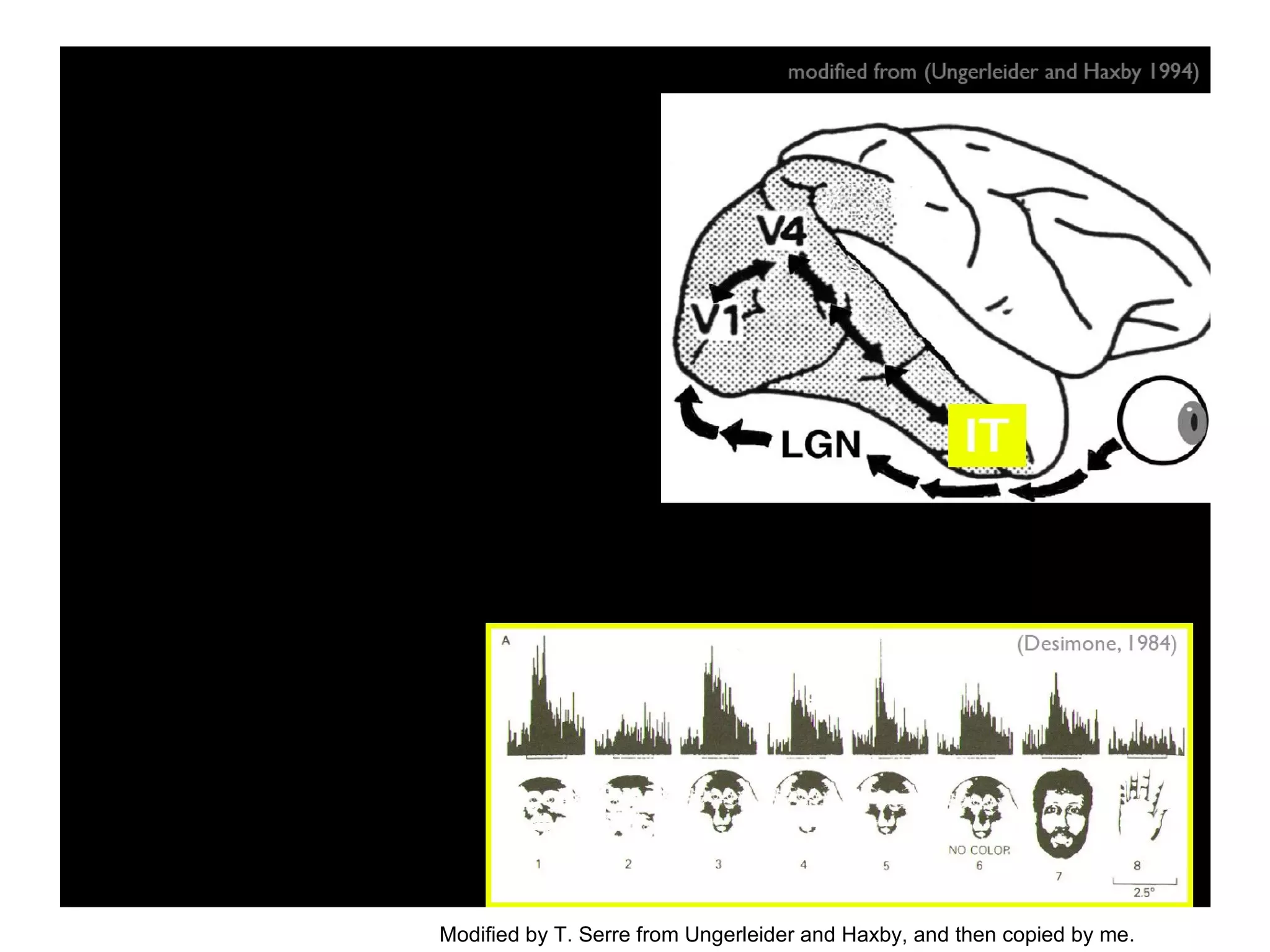 Modified by T. Serre from Ungerleider and Haxby, and then copied by me. 