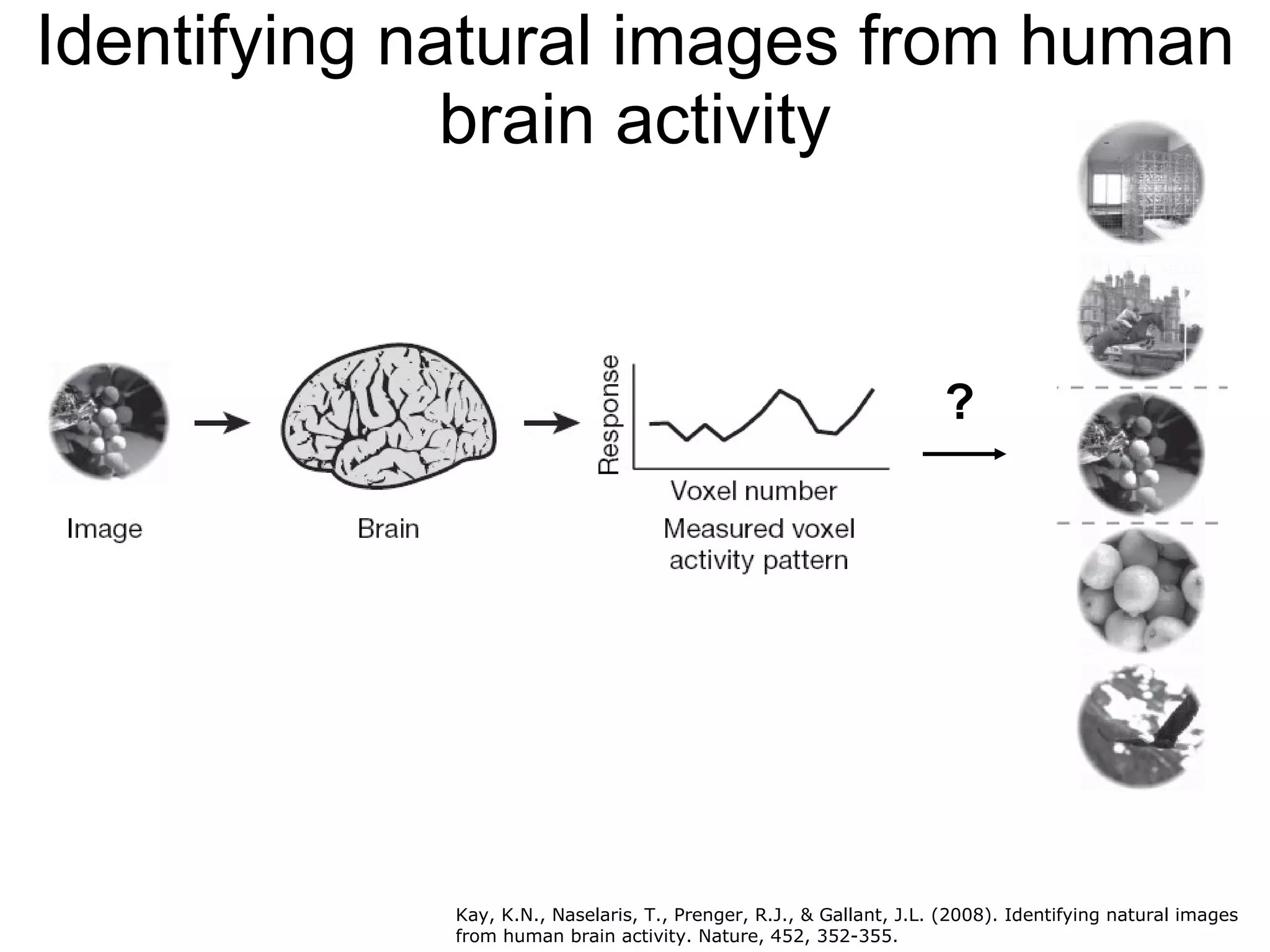 Identifying natural images from human brain activity ? Kay, K.N., Naselaris, T., Prenger, R.J., & Gallant, J.L. (2008). Identifying natural images from human brain activity. Nature, 452, 352-355.   