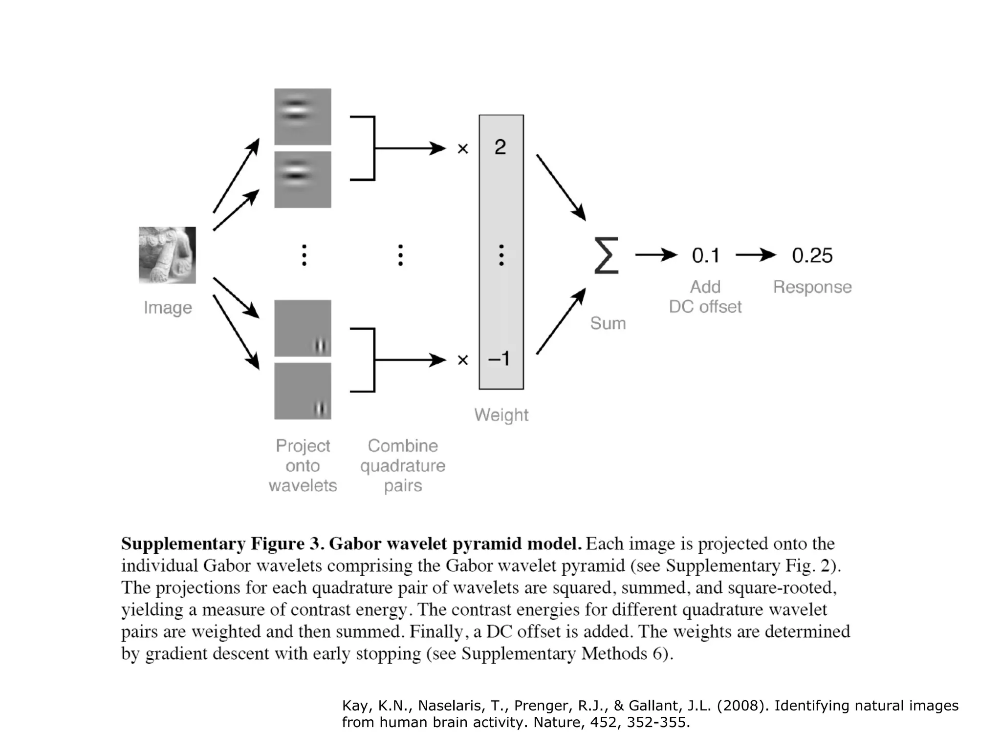 Kay, K.N., Naselaris, T., Prenger, R.J., & Gallant, J.L. (2008). Identifying natural images from human brain activity. Nature, 452, 352-355.   