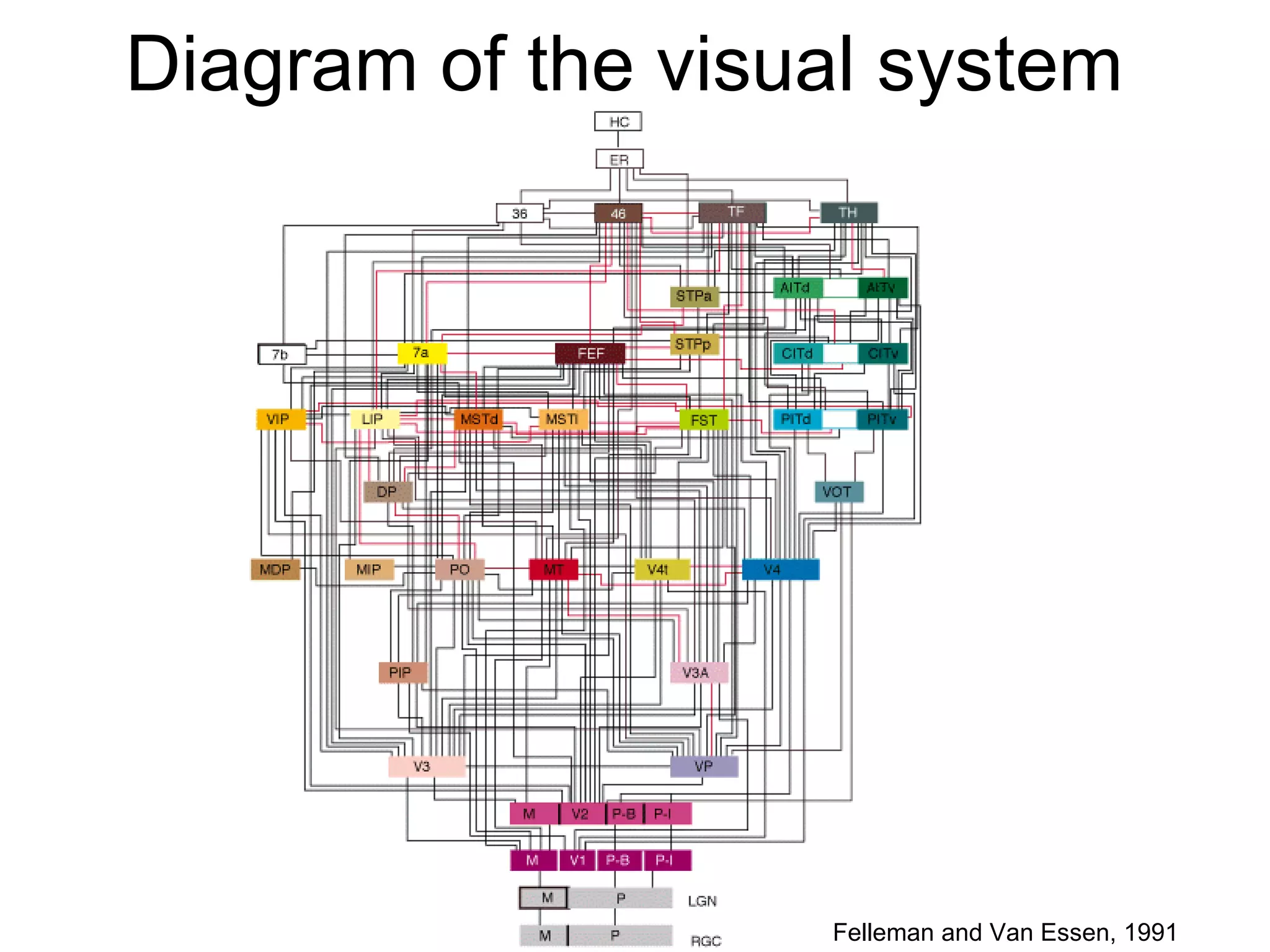 Diagram of the visual system  Felleman and Van Essen, 1991  