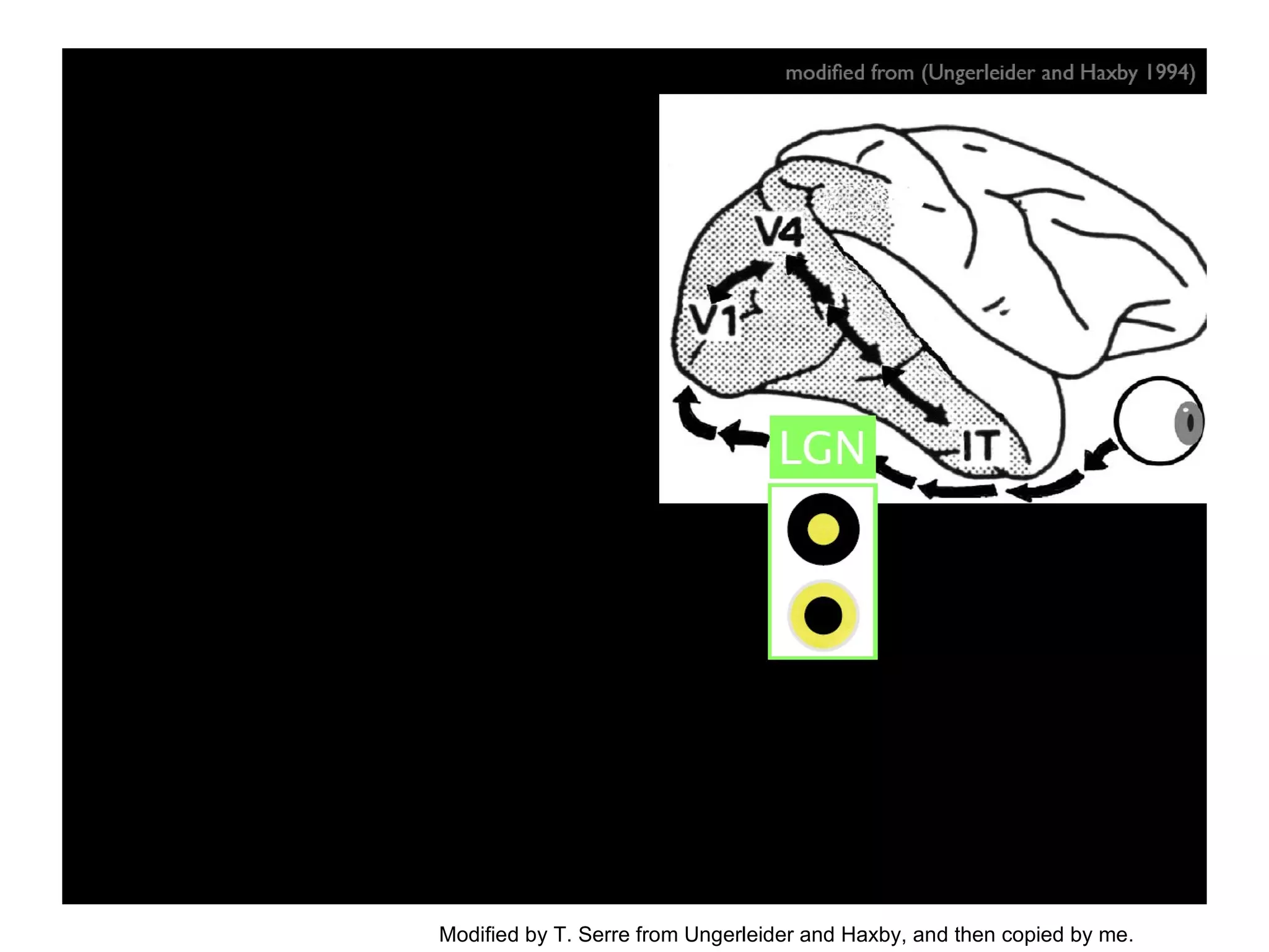 Modified by T. Serre from Ungerleider and Haxby, and then copied by me. 