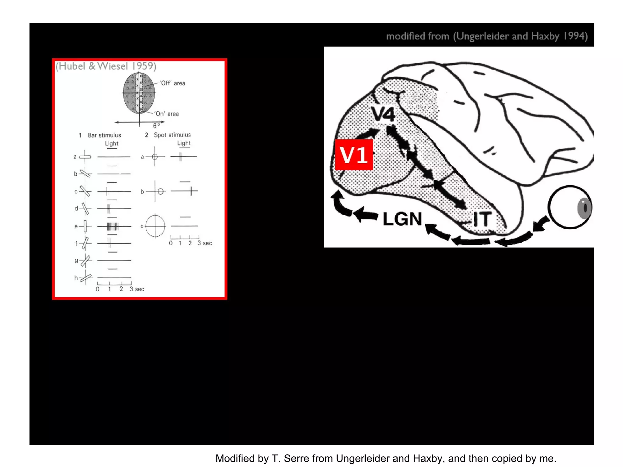 Modified by T. Serre from Ungerleider and Haxby, and then copied by me. 