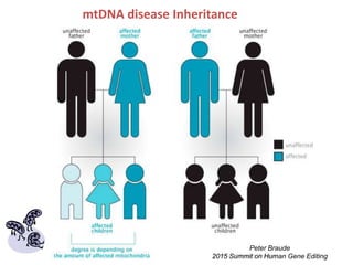 Mtdna Inheritance Cartoon Shoukrhat Mitalipov,