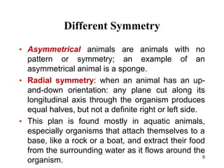 Asymmetrical Objects Examples _Forms and Function_ | PPT