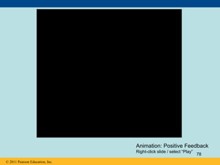 © 2011 Pearson Education, Inc.
Animation: Positive Feedback
Right-click slide / select “Play”
78
 