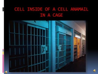 CELL INSIDE OF A CELL ANAMAIL IN A CAGE