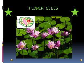 FLOWER CELLS