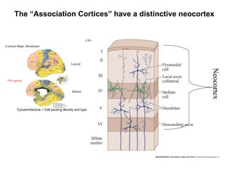 Neocortex Broadman MCRPsych09 - Evidence Based Diagnosis of Dementias (Nov09) | PDF