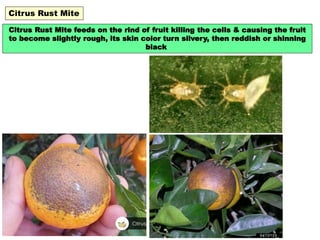 Mite damage of agricultural crops and its management | PPTX