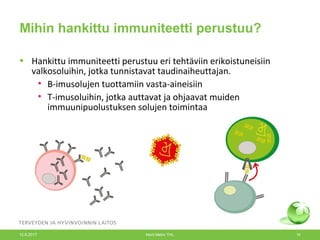 Mihin hankittu immuniteetti perustuu?
• Hankittu immuniteetti perustuu eri tehtäviin erikoistuneisiin
valkosoluihin, jotka tunnistavat taudinaiheuttajan.
• B-imusolujen tuottamiin vasta-aineisiin
• T-imusoluihin, jotka auttavat ja ohjaavat muiden
immuunipuolustuksen solujen toimintaa
12.6.2017 Merit Melin/ THL 16
 