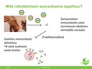 Mitä rokottamisen seurauksena tapahtuu?
Synnynnäisen
immuniteetin solut
tunnistavat rokotteen
elimistölle vieraaksi
[Tulehdusreaktio]
Hankittu immuniteetti
aktivoituu
•B-solut tuottavat
vasta-aineita
12.6.2017 Merit Melin/ THL 33
 