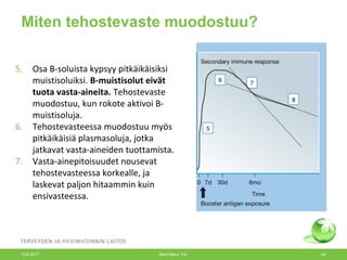 Miten tehostevaste muodostuu?
5. Osa B-soluista kypsyy pitkäikäisiksi
muistisoluiksi. B-muistisolut eivät
tuota vasta-aineita. Tehostevaste
muodostuu, kun rokote aktivoi B-
muistisoluja.
6. Tehostevasteessa muodostuu myös
pitkäikäisiä plasmasoluja, jotka
jatkavat vasta-aineiden tuottamista.
7. Vasta-ainepitoisuudet nousevat
tehostevasteessa korkealle, ja
laskevat paljon hitaammin kuin
ensivasteessa.
12.6.2017 Merit Melin/ THL 40
 
