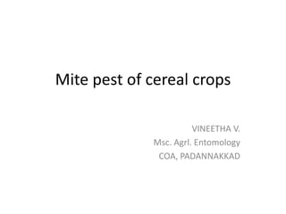 Mite pest of cereal crops
VINEETHA V.
Msc. Agrl. Entomology
COA, PADANNAKKAD
 