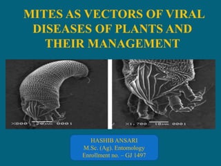 MITES AS VECTORS OF VIRAL
DISEASES OF PLANTS AND
THEIR MANAGEMENT
HASHIB ANSARI
M.Sc. (Ag). Entomology
Enrollment no. – GJ 1497
 