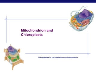 AP Biology
Mitochondrion and
Chloroplasts
The organelles for cell respiration and photosynthesis
 