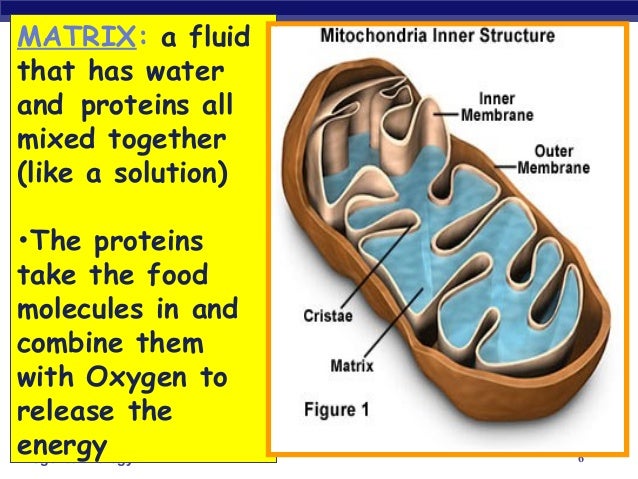 Chloroplast and Mitochondria
