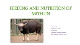 FEEDING AND NUTRITION OF
MITHUN
Presented by:
J. Bala Kesava Reddy,
GVM/16-005,
Department Of Animal Nutrition,
NTR College Of Veterinary Science.
 