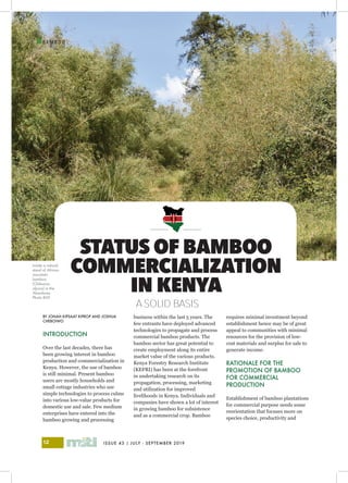 ISSUE 43 | JULY - SEPTEMBER 201912
I
B A M B O O
BY JONAH KIPSAAT KIPROP AND JOSHUA
CHEBOIWO
INTRODUCTION 	
Over the last decades, there has
been growing interest in bamboo
production and commercialization in
Kenya. However, the use of bamboo
is still minimal. Present bamboo
users are mostly households and
small cottage industries who use
simple technologies to process culms
into various low-value products for
domestic use and sale. Few medium
enterprises have entered into the
bamboo growing and processing
business within the last 5 years. The
few entrants have deployed advanced
technologies to propagate and process
commercial bamboo products. The
bamboo sector has great potential to
create employment along its entire
market value of the various products.
Kenya Forestry Research Institute
(KEFRI) has been at the forefront
in undertaking research on its
propagation, processing, marketing
and utilization for improved
livelihoods in Kenya. Individuals and
companies have shown a lot of interest
in growing bamboo for subsistence
and as a commercial crop. Bamboo
requires minimal investment beyond
establishment hence may be of great
appeal to communities with minimal
resources for the provision of low-
cost materials and surplus for sale to
generate income.
RATIONALE FOR THE
PROMOTION OF BAMBOO
FOR COMMERCIAL
PRODUCTION
Establishment of bamboo plantations
for commercial purpose needs some
reorientation that focuses more on
species choice, productivity and
STATUS OF BAMBOO
COMMERCIALIZATION
IN KENYA
A SOLID BASIS
Inside a natural
stand of African
mountain
bamboo
(Oldeania
alpina) in the
Aberdares.
Photo BGF
 