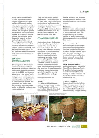 I
ISSUE 43 | JULY - SEPTEMBER 2019 13
B A M B O O
market specification and needs.
It is also important to enhance
bamboo management practices
such as establishment, spacing,
stand structure, rotational cutting
and fertilizer application for greater
yield. Bamboo like any other crop
requires land with specific qualities
and favourable climatic conditions
for good performance. It requires
minimal start-up capital mostly
for planting material, fertilizer
and related production costs.
Access to planting material and
market linkages is necessary for the
successful introduction of bamboo
farming. Institutional support, policy
and environment are some of the
key conditions needed for promoting
large-scale bamboo farming in the
country.
STATUS OF
COMMERCIALIZATION
The low uptake in utilisation and
commercialization of bamboo in
Kenya can be attributed to the ban on
harvesting of indigenous bamboo in
1986. So far, KEFRI has introduced
22 species on a trial basis of which
12 species have been identified as
suited to various ecological regions
(see article “Bamboo cultivation
in Kenya”). Various agencies, both
government and private sector
are involved in the promotion and
scaling up of bamboo production and
commercialisation.
Kenya has large natural bamboo
resources and a small industry still at
its infant stage. Young entrepreneurs
are investing in bamboo nurseries
and businesses. In its environmental
master plan, National Forest
Programme NFP 2016-2030, bamboo
has been prioritised for use in the
restoration of water towers and
degraded natural forest land.
COMMERCIAL NURSERIES
Bamboo nurseries are the dominant
bamboo-based enterprises in the
country at the moment. This is
because the sector is still at its
infancy where planting is increasing
as compared to limited processing
plants or enterprises in place.
However, the scenario is likely
to change as processing plants
are slowly being established to
take increased material supplies.
Therefore, a number of bamboo
nurseries have been established
across the country by several entities
that range from the small community,
individual, commercial or public
agencies to supply the growing
demand for bamboo seedlings.
Some of the nurseries are:
KEFRI
KEFRI has established bamboo
nurseries across its centres in Gede,
Kitui, Muguga, Karura, Maseno
and Londiani. It is actively involved
in disseminating information on
bamboo production and utilisation.
The average annual output is 6,000
seedlings spread over the 6 regional
centres.
Kitil farm
Kitil farm located in Isinya, Kajiado
County, is a private sector supplier
of bamboo seedlings, which also
provides aftercare services and
training on bamboo management.
The bamboo seedlings are established
from seeds.
Greenpot Enterprises
This company has established two
large-scale nurseries in Narok and
Nyeri and commercial plantations
in Narok, Nyeri and Western Kenya.
They have plans to set up the
country’s first commercial bamboo
factory which will process block
boards, veneers, briquettes and
pellets.
Tiriki Bamboo Nursery
Tiriki bamboo nursery is located in
Shamakhokho, Kakamega County.
It specialises in the propagation
of bamboo seedlings from seed,
training on bamboo utilisation and
boasts of an established bamboo
demonstration plot.
Nyabera Farm ICL
Nyabera farm ICL located in Uriri,
Migori County, propagates bamboo
seedlings from cuttings. The farm
has established a 60,000 bamboo
seedlings nursery to supply seedlings
Popular tea picking baskets from split
bamboo culms. Photo F. Gachathi
Stylish furniture made out of bamboo, produced by Kitil
Farm. Photo Kitil Farm
 