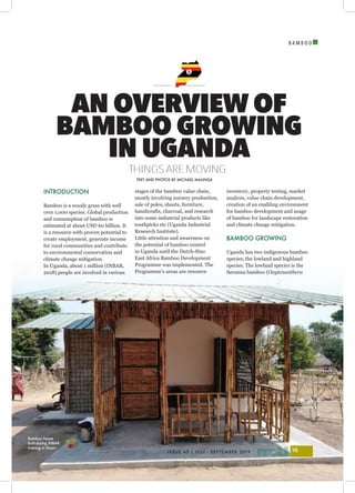 B A M B O O
I
ISSUE 43 | JULY - SEPTEMBER 2019 15
INTRODUCTION
Bamboo is a woody grass with well
over 1,000 species. Global production
and consumption of bamboo is
estimated at about USD 60 billion. It
is a resource with proven potential to
create employment, generate income
for rural communities and contribute
to environmental conservation and
climate change mitigation.
In Uganda, about 1 million (INBAR,
2018) people are involved in various
stages of the bamboo value chain,
mostly involving nursery production,
sale of poles, shoots, furniture,
handicrafts, charcoal, and research
into some industrial products like
toothpicks etc (Uganda Industrial
Research Institute).
Little attention and awareness on
the potential of bamboo existed
in Uganda until the Dutch-Sino
East Africa Bamboo Development
Programme was implemented. The
Programme’s areas are resource
inventory, property testing, market
analysis, value chain development,
creation of an enabling environment
for bamboo development and usage
of bamboo for landscape restoration
and climate change mitigation.
BAMBOO GROWING
Uganda has two indigenous bamboo
species; the lowland and highland
species. The lowland species is the
Savanna bamboo (Oxytenanthera
AN OVERVIEW OF
BAMBOO GROWING
IN UGANDA
THINGS ARE MOVING
TEXT AND PHOTOS BY MICHAEL MALINGA
Bamboo house
built during INBAR
training in Moyo
 