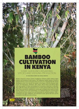 ISSUE 43 | JULY - SEPTEMBER 201918
I
B A M B O O
BY JONAH KIPSAAT KIPROP AND JOSHUA CHEBOIWO
Bamboo resources in Kenya consist of indigenous Yushania alpina (African alpine
bamboo) and introduced exotic species. The indigenous bamboo species is found at
altitudes between 2400m and 3500m above sea level. It is estimated that the natural
distribution covers over 150,000 ha mainly on the slopes of the five Kenyan water
towers: the Cherangany, Aberdares, Mau ranges, Mount Kenya and Mount Elgon
with some pockets on farms surrounding the 5 ecosystems conserved or cultivated.
Since 1988, the country has introduced over 40 exotic species mostly from Asia with
half of them successfully established in various agro-ecological zones mainly in South
Nyanza, Western, Coast and Central Kenya. It is estimated that over 10,000 ha have
been planted on farms, along rivers and homesteads for aesthetic purposes. Table 1
summarises the major indigenous and introduced exotic species that have proven
successful in the different zones in Kenya.
BAMBOO
CULTIVATION
IN KENYA
SOME GUIDELINES REGARDING
SPECIES AND SEEDLING PRODUCTION
The Savanna bamboo
(Oxythenanthera
abyssinica), an african
species indigenous to
Tanzania, Uganda and
Ethiopia, among others.
It has been introduced
in Kenya and does well.
Photo BGF
 