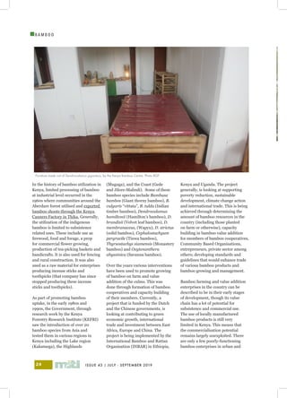 ISSUE 43 | JULY - SEPTEMBER 201924
I
B A M B O O
In the history of bamboo utilization in
Kenya, limited processing of bamboo
at industrial level occurred in the
1960s where communities around the
Aberdare forest utilised and exported
bamboo shoots through the Kenya
Canners Factory in Thika. Generally,
the utilization of the indigenous
bamboo is limited to subsistence
related uses. These include use as
firewood, food and forage, a prop
for commercial flower growing,
production of tea-picking baskets and
handicrafts. It is also used for fencing
and rural construction. It was also
used as a raw material for enterprises
producing incense sticks and
toothpicks (that company has since
stopped producing these incense
sticks and toothpicks).
As part of promoting bamboo
uptake, in the early 1980s and
1990s, the Government, through
research work by the Kenya
Forestry Research Institute (KEFRI)
saw the introduction of over 20
bamboo species from Asia and
tested them in various regions in
Kenya including the Lake region
(Kakamega), the Highlands
(Muguga), and the Coast (Gede
and Jilore-Malindi). Some of these
bamboo species include Bambusa
bambos (Giant thorny bamboo), B.
vulgaris “vittata”, B. tulda (Indian
timber bamboo), Dendrocalamus
hamiltonii (Hamilton’s bamboo), D.
brandisii (Velvet leaf bamboo), D.
membranaceus, (Wapyu), D. strictus
(solid bamboo), Cephalostachyum
pergracile (Tinwa bamboo),
Thyrsostachys siamensis (Monastery
bamboo) and Oxytenanthera
abyssinica (Savanna bamboo).
Over the years various interventions
have been used to promote growing
of bamboo on farm and value
addition of the culms. This was
done through formation of bamboo
cooperatives and capacity building
of their members. Currently, a
project that is funded by the Dutch
and the Chinese governments, is
looking at contributing to green
economic growth, international
trade and investment between East
Africa, Europe and China. The
project is being implemented by the
International Bamboo and Rattan
Organisation (INBAR) in Ethiopia,
Kenya and Uganda. The project
generally, is looking at supporting
poverty reduction, sustainable
development, climate change action
and international trade. This is being
achieved through determining the
amount of bamboo resources in the
country (including those planted
on farm or otherwise), capacity
building in bamboo value addition
for members of bamboo cooperatives,
Community Based Organisations,
entrepreneurs, private sector among
others; developing standards and
guidelines that would enhance trade
of various bamboo products and
bamboo growing and management.
Bamboo farming and value addition
enterprises in the country can be
described to be in their early stages
of development, though its value
chain has a lot of potential for
subsistence and commercial use.
The use of locally manufactured
bamboo products is still very
limited in Kenya. This means that
the commercialisation potential
remains largely unexploited. There
are only a few poorly-functioning
bamboo enterprises in urban and
Furniture made out of Dendrocalamus giganteus, by the Kenya Bamboo Centre. Photo BGF
 