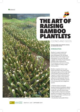 ISSUE 43 | JULY - SEPTEMBER 201926
I
B A M B O O
BY KEVIN ANDERU AND CHRISTINE MWANJA
ALL PHOTOS NTSC OF NFA
INTRODUCTION
Bamboo is a giant tropical and
sub-tropical woody perennial
plant belonging to the sub-family
Bambusoideae of the family Poacea
(the grasses). It is one of the most
valuable Non-Timber Forest Products
(NTFPs) in the world and it is
becoming more and more of a farm
crop in addition to being a major
forest product.
Bamboo comprises of over 1250
species growing in the tropical and
subtropical regions of the world. Most
of the bamboo growing naturally in
Uganda is located in protected areas
and because of this, it has not been
utilized to its full potential. More to
this, the diversity of bamboo species
is low having only three indigenous
species:
• Yushania alpina (mountain
bamboo formerly Arundinaria alpina)
occurring in the highland areas in the
southwest, east and western areas,
• Oxytenanthera abyssinica (lowland
bamboo) occurring in some of the low
land areas in northern, northwest and
central Uganda, and
• Oreobambos buchwaldii (Velvet
THE ARTOF
RAISING
BAMBOO
PLANTLETS
CLONES AND SEEDS
Vegetative propagation of bamboo through culm cuttings.
 