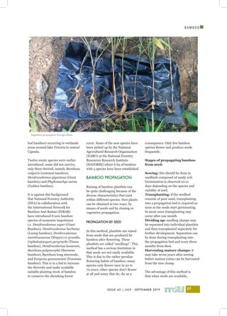 I
ISSUE 43 | JULY - SEPTEMBER 2019 27
B A M B O O
leaf bamboo) occurring in wetlands
areas around lake Victoria in central
Uganda.
Twelve exotic species were earlier
introduced, some did not survive,
only three thrived, namely Bambusa
vulgaris (common bamboo),
Dendrocalamus giganteus (Giant
bamboo) and Phyllostachys aurea
(Golden bamboo).
It is against this background
that National Forestry Authority
(NFA) in collaboration with
the International Network for
Bamboo And Rattan (INBAR)
have introduced 8 new bamboo
species of economic importance
i.e. Dendrocalamus asper (Giant
Bamboo), Dendrocalamus barbatus
(Luong bamboo), Dendrocalamus
membranaceus (Wapyu) cv grandis,
Cephalostacyum pergracile (Tinwa
bamboo), Dendrocalamus laosensis,
Bambusa polymorpha (Burmese
bamboo), Bambusa long internode,
and Fargesia yunnanensis (Fountain
bamboo). This is in a bid to increase
the diversity and make available
suitable planting stock of bamboo
to conserve the shrinking forest
cover. Some of the new species have
been picked up by the National
Agricultural Research Organisation
(NARO) at the National Forestry
Resources Research Institute
(NAFORRI) where 6 ha of bamboo
with 5 species have been established.
BAMBOO PROPAGATION
Raising of bamboo plantlets can
be quite challenging because of the
diverse characteristics that exist
within different species. New plants
can be obtained in two ways; by
means of seeds and by cloning or
vegetative propagation.
PROPAGATION BY SEED
In this method, plantlets are raised
from seeds that are produced by
bamboo after flowering. These
plantlets are called “seedlings”. This
method has a serious limitation in
that seeds are not easily available.
This is due to the rather peculiar
flowering habits of bamboo; many
species only flower once in 30 to
70 years, other species don’t flower
at all and many that do, die as a
consequence. Only few bamboo
species flower and produce seeds
frequently.
Stages of propagating bamboo
from seed:
Sowing: this should be done in
seedbeds composed of sandy soil.
Germination is observed 10-21
days depending on the species and
viability of seed.
Transplanting: if the seedbed
consists of pure sand, transplanting
into a propagation bed is required as
soon as the seeds start germinating.
In most cases transplanting may
occur after one month.
Dividing up: seedling clumps may
be separated into individual plantlets
and then transplanted separately for
further development. Separation can
be done during transplanting into
the propagation bed and every three
months from then.
Harvesting mature clumps: it
may take seven years after sowing
before mature culms can be harvested
from the new clump.
The advantage of this method is
that when seeds are available,
Vegetative propagation through offsets
 