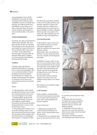 ISSUE 43 | JULY - SEPTEMBER 201928
I
B A M B O O
mass propagation can be readily
established. Conversely, the main
drawbacks of this method are that
availability of seeds is unreliable and
that they are relatively short-lived
and difficult to store. Moreover, it
takes a long time before the clump
reaches maturity and its quality is
not necessarily similar to the parent
plant.
CLONAL PROPAGATION
In cloning, one relies on the bamboo’s
ability to grow plantlets with roots
from rhizome, branch or culm buds.
This naturally occurs when the buds
are brought into contact with the soil.
The new plants will be exact copies
-or clones- of the mother plant.
The advantage of cloning is that the
selected mother plant’s qualities
are always present in the offspring.
Cloning methods include:
1.Offsets
A bamboo culm with rhizome
attached (called offset) is separated
from a clump and transplanted. This
is a conventional method of clonal
propagation and much adopted
by communities for raising a few
clumps in homesteads. This method
is commonly used in Kisoro and
surrounding areas for the mountain
bamboo.
Stages:
 Collecting offsets: offsets should
be collected just before onset of rains.
Harvesting during the rainy season
may cause damage to new shoots.
 Planting offsets: planting with
offsets should be done in a season
with sufficient rainfall. Offsets
harvested in the dry period should be
temporarily kept in a nursery until
the next rainy season.
 Harvesting mature clumps: in two
years after planting, mature culms
can be harvested from the new clump.
The advantage of this method is that
the bamboo plants are established
much quicker as compared to other
methods.
The downside of the offsets method
is that it can be bulky and heavy and
therefore expensive in labour and
transport. Moreover, offsets have a
comparatively low survival rate and
their availability is limited. Collecting
offsets may also cause injury to the
clump. The offset method is not very
suitable for large-scale plantations.
2.Ground layering
In this method, a culm is bent down
and its buds brought into contact
with soil for regeneration.
Apply the method in any season with
sufficient rainfall.
Regeneration: after one month, the
buds grow out into shoots and in the
next 3 to 4 months root development
takes place.
Availability of mature culms: It may
take 3 to 4 years before mature culms
can be harvested from the new clump.
The advantage of this method is that
the culm is not separated from the
rhizome until the new plantlet has
developed its own roots. This may
increase success rate.
The downside is that the method
requires a lot of space and is not
suitable for large species or for dense
stands.
This method is not suitable for large-
scale plantations.
3.Air layering
In this method, a receptacle filled
with soil is tied around a branch base
so as to induce the development of
roots. After root development the
branch is planted.
Stages & planning:
 Applying the receptacle: this
is done preferably during the wet
season, as the rooting medium must
be kept moist.
 Rooting: after one month the buds
grow out into shoots and in the next 3
to 4 months root development takes
place.
 Planting: after the roots have
developed, the branch is detached
from the culm and planted. This
should be done in a season with
sufficient rainfall.
 Availability of mature culms: It
may take 3 to 4 years after planting
before mature culms can be harvested
from the new clump.
Advantages: the branch is planted
with developed roots which increases
Bamboo seeds
 
