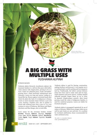 S P E C I E S O F T H E Q U A R T E R
ISSUE 43 | JULY - SEPTEMBER 201934
I
BY FRANCIS GACHATHI
Yushania alpina (formerly Arundinaria alpina), the
mountain bamboo is a tall tree-like grass with hollow
culms (stems) with ringed joints, growing to 8 m or
more. Culms are yellowish green, woody and hollow,
growing from a thick horizontal underground stem
(rhizome). Leaves are long and narrow, ending in a
thread-like tip. Flowers appear in terminal heads after
which the plant dies back. It is indigenous to Kenya;
found on moist mountain slopes between 2,400 and
3,000, forming a bamboo zone, also in patches or
mixed with scattered trees from 2,200 m. It is very
common in areas of Timboroa, Mts Kenya and Elgon,
Aberdares and Mau Ranges, also in Loita Hills.
Local names for the mountain bamboo include
Kamba: Muangi; Kikuyu: Murangi; Kipsigis:
Terga; Luo: Mwodi; Maasai: Oldiani; Marakwet:
Terga; Ogiek: Tegat; Sabaot: Tegendet; Swahili:
Mwanzi;
A BIG GRASS WITH
YUSHANIAALPINA
MULTIPLE USES
Yushania alpina is used for fencing, construction,
making furniture and firewood. A very popular use is
in making baskets used for picking and carrying green
leaf tea. Traditionally, the hollow sections between
joints have been used to make mole and rat traps,
snuff containers and arrow quivers. A kidney-shaped
yellowish parasitic fungus about 30 cm or more
in diameter (Engleromyces goetzei), often found
growing round the culms of indigenous bamboo, is
used for medicinal purposes. Leaves are fodder for
livestock and game.
Yushania alpina is propagated vegetatively by use of
culms or rhizomes. Offsets from younger culms can as
well be used. Seeds are rare and slow. It is excellent
for riverbank stabilization, hence recommended for
water catchment areas.
The writer is a Consultant Botanist
Email: gachathif@yahoo.com
Yushania alpina flower
containing seeds. Photo BGF
 