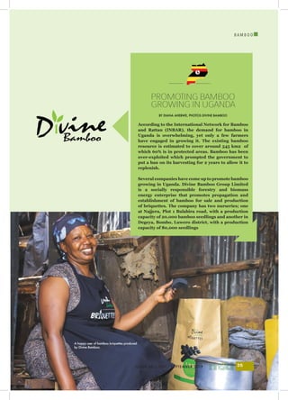 B A M B O O
I
ISSUE 43 | JULY - SEPTEMBER 2019 35
According to the International Network for Bamboo
and Rattan (INBAR), the demand for bamboo in
Uganda is overwhelming, yet only a few farmers
have engaged in growing it. The existing bamboo
resource is estimated to cover around 545 km2 of
which 60% is in protected areas. Bamboo has been
over-exploited which prompted the government to
put a ban on its harvesting for 2 years to allow it to
replenish.
Several companies have come up to promote bamboo
growing in Uganda. Divine Bamboo Group Limited
is a socially responsible forestry and biomass
energy enterprise that promotes propagation and
establishment of bamboo for sale and production
of briquettes. The company has two nurseries; one
at Najjera, Plot 1 Bulabira road, with a production
capacity of 20,000 bamboo seedlings and another in
Degeya, Bombo, Luwero district, with a production
capacity of 80,000 seedlings
PROMOTING BAMBOO
GROWING IN UGANDA
BY DIANA AHEBWE, PHOTOS DIVINE BAMBOO
A happy user of bamboo briquettes produced
by Divine Bamboo.
 
