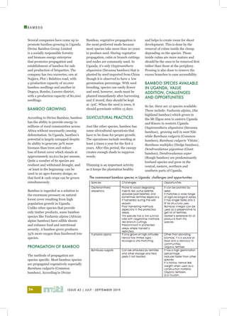 ISSUE 43 | JULY - SEPTEMBER 201936
I
B A M B O O
Several companies have come up to
promote bamboo growing in Uganda.
Divine Bamboo Group Limited
is a socially responsible forestry
and biomass energy enterprise
that promotes propagation and
establishment of bamboo for sale
and production of briquettes. The
company has two nurseries; one at
Najjera, Plot 1 Bulabira road, with
a production capacity of 20,000
bamboo seedlings and another in
Degeya, Bombo, Luwero district,
with a production capacity of 80,000
seedlings.
BAMBOO GROWING
According to Divine Bamboo, bamboo
has the ability to provide energy to
millions of rural communities across
Africa without necessarily causing
deforestation. In Uganda, bamboo’s
potential is largely untapped despite
its ability to generate 30% more
biomass than trees and reduce
loss of forest cover which stands at
approximately 92,612 ha per annum.
Quite a number of its species are
resilient and withstand drought, and
-at least in the beginning- can be
used in an agro-forestry design, so
that food & cash crops can be grown
simultaneously.
Bamboo is regarded as a solution to
the enormous pressure on natural
forest cover resulting from high
population growth in Uganda.
Unlike other species that provide
only timber products, some bamboo
species like Yushania alpina (African
alpine bamboo) have edible shoots
and enhance food and nutritional
security. A bamboo grove produces
35% more oxygen than hardwood tree
species.
PROPAGATION OF BAMBOO
The methods of propagation are
species specific. Most bamboo species
are propagated vegetatively especially
Bambusa vulgaris (Common
bamboo). According to Divine
Bamboo, vegetative propagation is
the most preferred mode because
most species take more than 20 years
to produce seed. During vegetative
propagation, culm or branch cuttings
and nodes are commonly used. In
Uganda, it’s only Oxytenanthera
abyssinica (Savanna bamboo) that is
planted by seed imported from China
though it is observed to have a low
germination percentage. With seed
breeding, species can easily flower
and seed, however, seeds must be
planted immediately after harvesting
and if stored, they should be kept
at -50C. When the seed is sown, it
should germinate within 15 days.
SILVICULTURAL PRACTICES
Just like other species, bamboo has
some silvicultural operations that
have to be done for proper growth.
The operations include weeding at
least 3 times a year for the first 2
years. After this period, the canopy
creates enough shade to suppress
weeds.
Thinning is an important activity
as it keeps the plantation healthy
and helps to create room for shoot
development. This is done by the
removal of culms inside the clump
depending on the species. Those
inside culms are more mature and
should be the ones to be removed first
rather than those at the periphery.
Pruning is also done to remove the
excess branches to ease accessibility.
BAMBOO SPECIES AVAILABLE
IN UGANDA, VALUE
ADDITION, CHALLENGES
AND OPPORTUNITIES
So far, there are 12 species available.
These include: Yushania alpina, (the
highland bamboo) which grows in
the Mt Elgon area in eastern Uganda
and Kisoro in western Uganda.
Oxytenanthera abyssinica (Savanna
bamboo), growing well in west Nile
while Bambusa vulgaris (Common
bamboo), Bambusa vulgaris ‘Vittata’,
Bambusa multiplex (Hedge bamboo),
Dendrocalamus giganteus (Giant
bamboo), Dendrocalamus asper
(Rough bamboo) are predominantly
lowland species and grow in the
central, eastern, northern and
southern parts of Uganda.
The commonest bamboo species in Uganda: challenges and opportunities
 