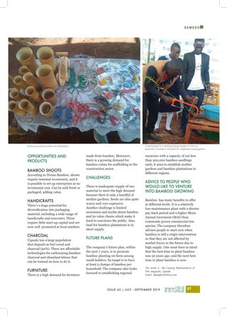 I
ISSUE 43 | JULY - SEPTEMBER 2019 37
B A M B O O
nurseries with a capacity of not less
than 500,000 bamboo seedlings
each; it aims to establish mother
gardens and bamboo plantations in
different regions.
ADVICE TO PEOPLE WHO
WOULD LIKE TO VENTURE
INTO BAMBOO GROWING
Bamboo has many benefits to offer
at different levels. It is a relatively
low-maintenance plant with a shorter
pay-back period and a higher Mean
Annual Increment (MAI) than
commonly grown commercial tree
species. The company therefore
advises people to start now when
bamboo is still a virgin intervention
so that they are not affected by
market forces in the future due to
high supply. One must have in mind
that the best time to plant bamboo
was 20 years ago; and the next best
time to plant bamboo is now.
The writer is the Country Representative of
Miti magazine, Uganda
Email: diana@mitiafrica.com
OPPORTUNITIES AND
PRODUCTS
BAMBOO SHOOTS
According to Divine Bamboo, shoots
require minimal investment, and it
is possible to set up enterprises at no
investment cost. Can be sold fresh or
packaged, adding value.
HANDICRAFTS
There’s a huge potential for
diversification into packaging
material, including a wide range of
handicrafts and souvenirs. These
require little start-up capital and are
now well promoted at local markets.
CHARCOAL
Uganda has a large population
that depend on fuel wood and
charcoal (90%). There are affordable
technologies for carbonizing bamboo
charcoal and abundant labour that
can be trained on how to do it.
FURNITURE
There is a high demand for furniture
made from bamboo. Moreover,
there is a growing demand for
bamboo culms for scaffolding in the
construction sector.
CHALLENGES
There is inadequate supply of raw
material to meet the high demand
because there is only a handful of
mother gardens. Seeds are also quite
scarce and very expensive.
Another challenge is limited
awareness and myths about bamboo
and its value chains which make it
hard to convience the public. Also,
land for bamboo plantations is in
short supply.
FUTURE PLANS
The company’s future plan, within
the next 7 years, is to promote
bamboo planting on-farm among
small-holders. Its target is to have
at least 5 clumps of bamboo per
household. The company also looks
forward to establishing regional
Various products made out of bamboo A participant in a training being taught on how to
separate a bamboo rhizome for vegetative propagation
 