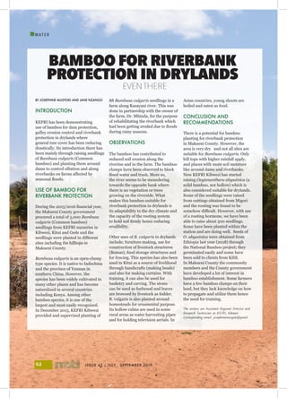 ISSUE 43 | JULY - SEPTEMBER 201952
I
W A T E R
BY JOSEPHINE MUSYOKI AND JANE NZANGO
INTRODUCTION
KEFRI has been demonstrating
use of bamboo for dam protection,
gulley erosion control and riverbank
protection in drylands where
general tree cover has been reducing
drastically. Its introduction there has
been mainly through raising seedlings
of Bambusa vulgaris (Common
bamboo) and planting them around
dams to control siltation and along
riverbanks on farms affected by
seasonal floods.
USE OF BAMBOO FOR
RIVERBANK PROTECTION
During the 2015/2016 financial year,
the Makueni County government
procured a total of 5,000 Bambusa
vulgaris (Common bamboo)
seedlings from KEFRI nurseries in
Kibwezi, Kitui and Gede and the
seedlings were planted in different
sites including the hilltops in
Makueni County.
Bambusa vulgaris is an open-clump
type species. It is native to Indochina
and the province of Yunnan in
southern China. However, the
species has been widely cultivated in
many other places and has become
naturalized in several countries
including Kenya. Among other
bamboo species, it is one of the
largest and most easily recognized.
In December 2015, KEFRI Kibwezi
provided and supervised planting of
88 Bambusa vulgaris seedlings in a
farm along Kasayani river. This was
done in partnership with the owner of
the farm, Dr. Mbinda, for the purpose
of rehabilitating the riverbank which
had been getting eroded due to floods
during rainy seasons.
OBSERVATIONS
The bamboo has contributed to
reduced soil erosion along the
riverine and in the farm. The bamboo
clumps have been observed to block
flood water and trash. More so,
the river seems to be meandering
towards the opposite bank where
there is no vegetation or trees
growing on the riverside. What
makes this bamboo suitable for
riverbank protection in drylands is
its adaptability to the dry climate and
the capacity of the rooting system
to hold soil firmly hence reducing
erodibility.
Other uses of B. vulgaris in drylands
include; furniture making, use for
construction of livestock structures
(Bomas), food storage structures and
for fencing. This species has also been
used in Kitui as a source of livelihood
through handicrafts (making beads)
and also for making curtains. With
training, it can also be used for
basketry and carving. The stems
can be used as fuelwood and leaves
are browsed by livestock as fodder.
B. vulgaris is also planted around
homesteads for ornamental purpose.
Its hollow culms are used in some
rural areas as water harvesting pipes
and for holding television aerials. In
Asian countries, young shoots are
boiled and eaten as food.
CONCLUSION AND
RECOMMENDATIONS
There is a potential for bamboo
planting for riverbank protection
in Makueni County. However, the
area is very dry and not all sites are
suitable for Bambusa vulgaris. Only
hill tops with higher rainfall apply,
and places with more soil moisture
like around dams and riverbanks.
Now KEFRI Kibwezi has started
raising Oxytenanthera abyssinica (a
solid bamboo, not hollow) which is
also considered suitable for drylands.
Some of the seedlings were raised
from cuttings obtained from Migori
and the rooting was found to be
somehow difficult. However, with use
of a rooting hormone, we have been
able to raise about 500 seedlings.
Some have been planted within the
station and are doing well. Seeds of
O. abyssinica were obtained from
Ethiopia last year (2018) through
the National Bamboo project; they
germinated easily and some have
been sold to clients from Kilifi.
In Makueni County the community
members and the County government
have developed a lot of interest in
bamboo establishment. Some farmers
have a few bamboo clumps on their
land, but they lack knowledge on how
to propagate and utilize them hence
the need for training.
The writers are Assistant Regional Director and
Research Technician at KEFRI, Kibwezi
Corresponding email: josephinemusyoki@gmail
BAMBOO FOR RIVERBANK
PROTECTION IN DRYLANDS
EVENTHERE
 