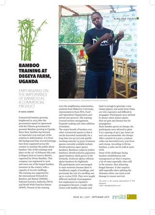 I
ISSUE 43 | JULY - SEPTEMBER 2019 7
N E W S A N D E V E N T S
EMPHASIZING ON
THE IMPORTANCE
OF BAMBOO AS
A COMMERCIAL
PRODUCT
BY DIANA AHEBWE
Commercial bamboo growing
heightened in 2015 after the
government signed an agreement
with the Chinese government to
promote Bamboo growing in Uganda.
Since then, bamboo has become
an important crop and part of the
solution to deforestation. It is from
this background that several trainings
have been organized across the
country to sensitize the public about
bamboo. One of the trainings took
place on the 14th
of February this year
at Degeya farm in Luwero district,
organized by Divine Bamboo. This
company was registered in 2016
and owns one of the largest bamboo
nurseries in the country with a
capacity of 20,000 seedlings.
The training was supported by
the International Network for
Bamboo and Rattan (INBAR),
National Forestry Authority (NFA)
and World Wide Fund for Nature
(WWF). Present in the training
were the neighboring communities,
students from Makerere University,
representatives from NFA, Food
and Agriculture Organization and
private tree growers. The training
covered nursery management,
briquette making and value addition
of bamboo.
The major benefit of bamboo over
other commercial species is that it
can be harvested sustainably for a
long time (20-50 yrs) and quickly
reaching maturity (4-5yrs). Common
species currently available include:
Dendrocalamus asper (green
bamboo), Bambusa vulgaris (yellow
bamboo), Dendrocalamus giganteus
(giant bamboo) which grows in the
lowlands, Yushania alpina (African
alpine bamboo) for highlands.
The participants were encouraged
to start nurseries because there is
insufficient supply of seedlings, and
previously the cost of a seedling was
up to 10,000 UGX. They were taught
different methods of propagation
but emphasized on vegetative
propagation because a single culm
(stem) with healthy rhizomes and
buds is enough to generate a new
clump (plant); and seeds from China
are very expensive and difficult to
propagate. Participants were advised
to always select mature plants
that are pest and disease free for
propagation.
Since bamboo grows in clumps, the
participants were advised to plant
it at a spacing of 5m x 5m, hence an
acre can accommodate 160 clumps.
After a period of 4 years, 5 mature
culms are harvested every year from
each clump. According to Divine
bamboo, a culm can be sold at 2500
UGX.
Some of the challenges facing
bamboo establishment and
management are that it requires
a lot of water especially when still
in the nursery, thus attracting
fungal diseases. It also requires
skill especially when splitting the
rhizomes where one must avoid
damage to ensure survival.
The writer is the country representative of Miti
magazine
Email: diana@mitiafrica.com
BAMBOO
TRAININGAT
DEGEYAFARM,
UGANDA
A training by Divine Bamboo. Demonstration of nursery techniques
 