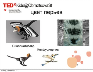 цвет перьев




               Синорнитозавр
                               Конфуциорнис



                                              7


Sunday, October 30, 11
 