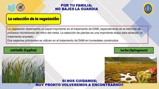La selección de la vegetación
La vegetación desempeña un papel importante en el tratamiento de DAM, especialmente en el estímulo de
procesos microbianos del retiro del metal. La selección de plantas es una importante etapa para alcanzar un
tratamiento acertado.
Dos especies principales se utilizan en el tratamiento de DAM en humedales construidos:
cattails (typha) turba (Sphagnum)
 