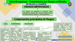 Mina Orcopampa - Tratamientos por fangos artificiales
FANGOS ARTIFICIALES
Los fangos son depósitos o estanques poco
profundos excavados que contienen: agua, tierras
naturales,substrato, plantas y microorganismos
SUBSTRATOS
AGUA
Componentes principales de fangos
VEGETACIÓN
Es el factor más
importante para
diseñar un
fango, pequeños
cambios en la
hidrología
pueden tener
efectos
significativos en
un fango.
Utilizados para
construir fangos,
incluye, tierra, arena,
grava, rocas y
materiales orgánicos
como el compost.
Sedimentos y humus
se acumulan en el
fango por la baja
velocidad del agua.
Las plantas juegan un importante
papel en el proceso de tratamiento:
El detritus orgánico y el
carbono expulsado por
las plantas durante la
función clorofílica
proporcionan alimentos
a las bacterias
oxidantes.
La presencia de
vegetación intensifica la
actividad
bacteriana y favorece la
eliminación de hierro en
el agua y la sedimentación
de los precipitados
La densidad de la vegetación de
un fango afecta muchísimo su
hidrología, primero el agua
encuentra obstrucción en las
ramas, hojas, raíces y segundo
bloquea el sol y el viento.
Carrizo (Thypha latipholia)
Totora (Juncos Lubricatus)
 