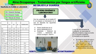 Mina Orcopampa - Tratamientos por fangos artificiales
PRUEBA DINÁMICA
LABORATORIO
Con los substratos de la botella Nº
6, se prepara un biorreactor en el
que se deposita los siguientes
componentes:
● Piedra clasificada de río
● Arena clasificada de río
● Substrato: - Estiércol de
cordero - Sedimento del
parque ecológico - Aserrín.
Luego de tres semanas de
incubación, se hace pasar el
efluente problema, luego se recibe
en un pequeño recipiente.
El resultado es el siguiente:
● Se observa que el pH sube a
7.01. (el pH inicial era 3.8)
● Hay reducción en mg/L de
cobre, fierro, zinc y plomo.
● Mayor concentración de las
bacterias sulfato reductoras.
ES-1 Mezcla de Ambos
ES-2 Estación Tudela
ES-1 Estación Santiago
Resultados de Análisis en Laboratorio
 