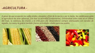 -AGRICULTURA -
A pesar de que ocuparon los valles áridos, elevados y fríos de la sierra y, por lo tanto, las condiciones para
la agricultura les eran adversas, fue ésta su actividad fundamental, centrándose sobre todo en el cultivo
del maíz, la calabaza, los frijoles y el chile para ello desarrollaron campos aterrazados con canales de
regadío. La caza y la guerra también fueron actividades vitales para ese pueblo.
 