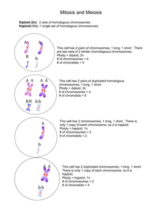 Mitosis and Meiosis
Diploid (2n): 2 sets of homologous chromosomes
Haploid (1n): 1 single set of homologous chromosomes.
This cell has 2 pairs of chromosomes; 1 long, 1 short. There
are two sets of 2 similar (homologous) chromosomes.
Ploidy = diploid, 2n
# of chromosomes = 4
# of chromatids = 4
This cell has 2 pairs of duplicated homologous
chromosomes; 1 long, 1 short.
Ploidy = diploid, 2n
# of chromosomes = 4
# of chromatids = 8
This cell has 2 chromosomes; 1 long, 1 short. There is
only 1 copy of each chromosome, so it is haploid.
Ploidy = haploid, 1n
# of chromosomes = 2
# of chromatids = 2
This cell has 2 duplicated chromosomes; 1 long, 1 short.
There is only 1 copy of each chromosome, so it is
haploid.
Ploidy = haploid, 1n
# of chromosomes = 2
# of chromatids = 4
 