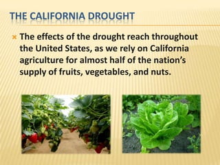 THE CALIFORNIA DROUGHT
 The effects of the drought reach throughout
the United States, as we rely on California
agriculture for almost half of the nation’s
supply of fruits, vegetables, and nuts.
 