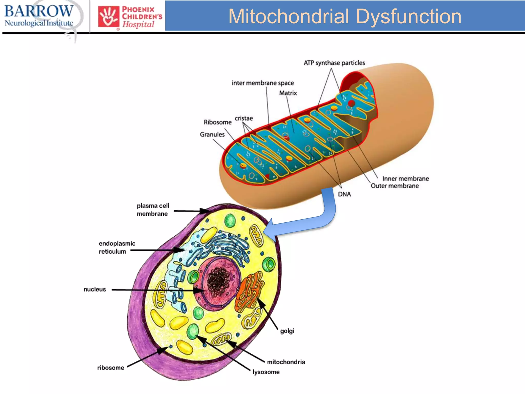 Mitochondrial Dysfunction
 