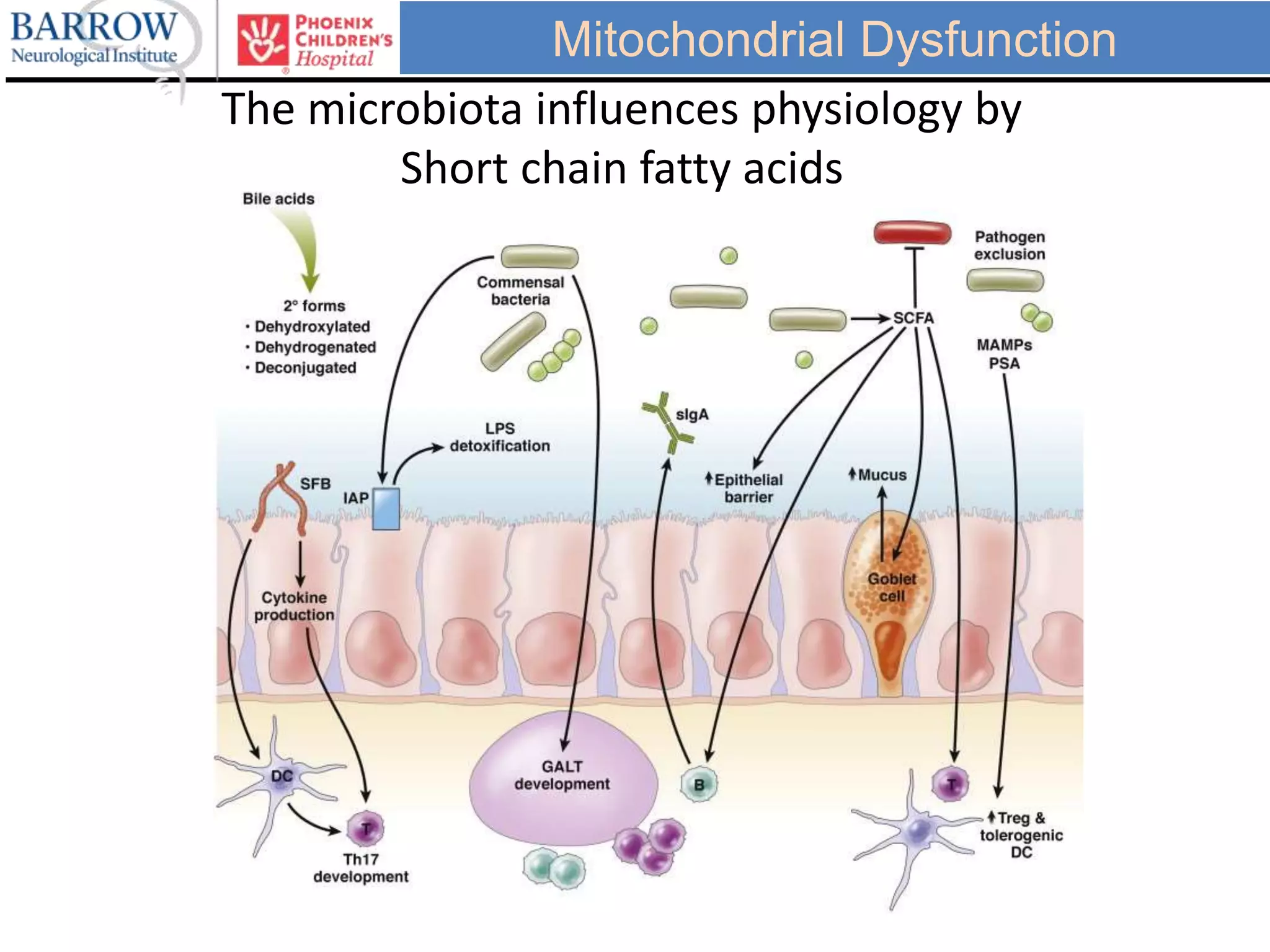 Mitochondrial Dysfunction
The microbiota influences physiology by
Short chain fatty acids
 