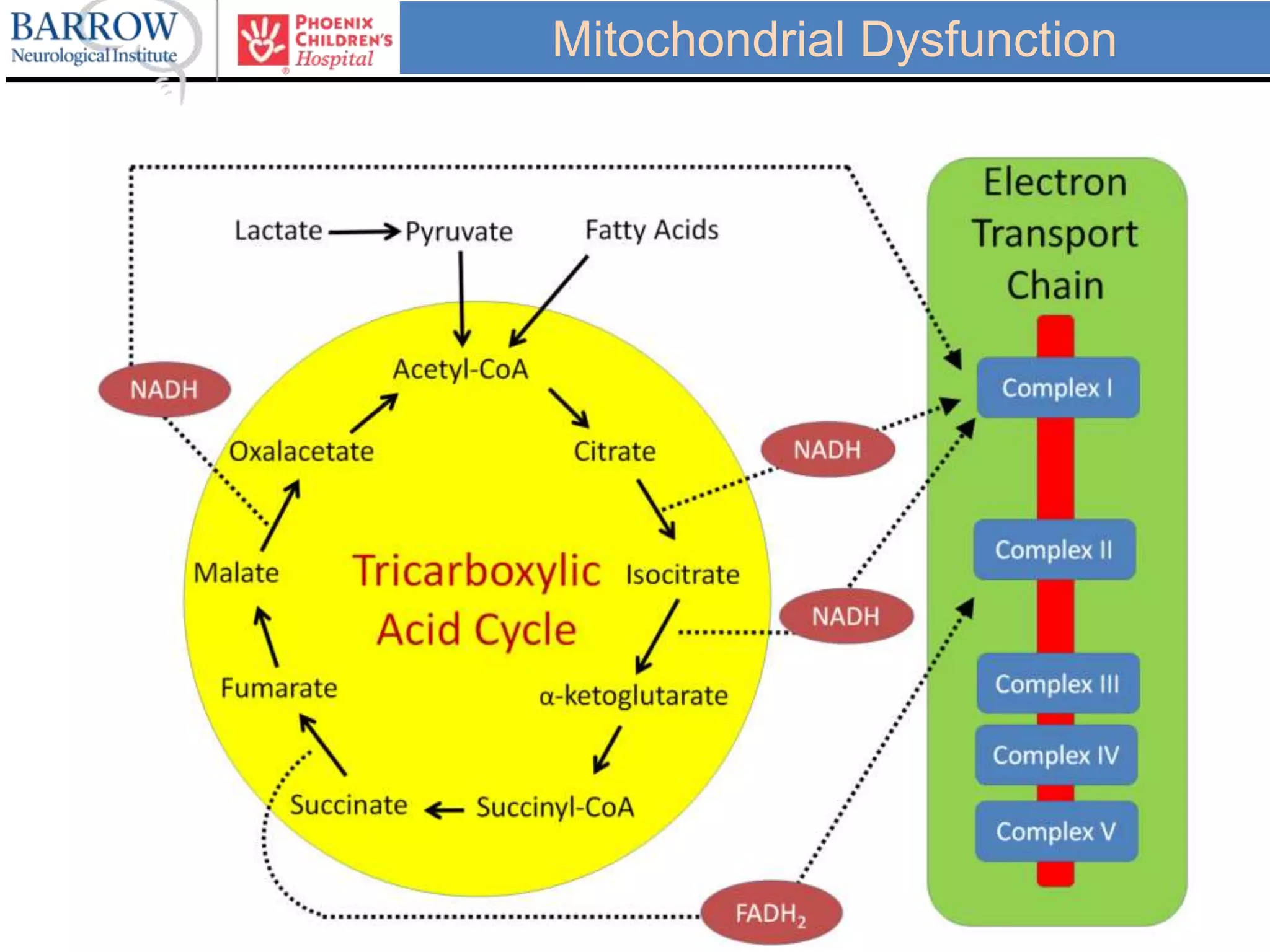 Mitochondrial Dysfunction
 